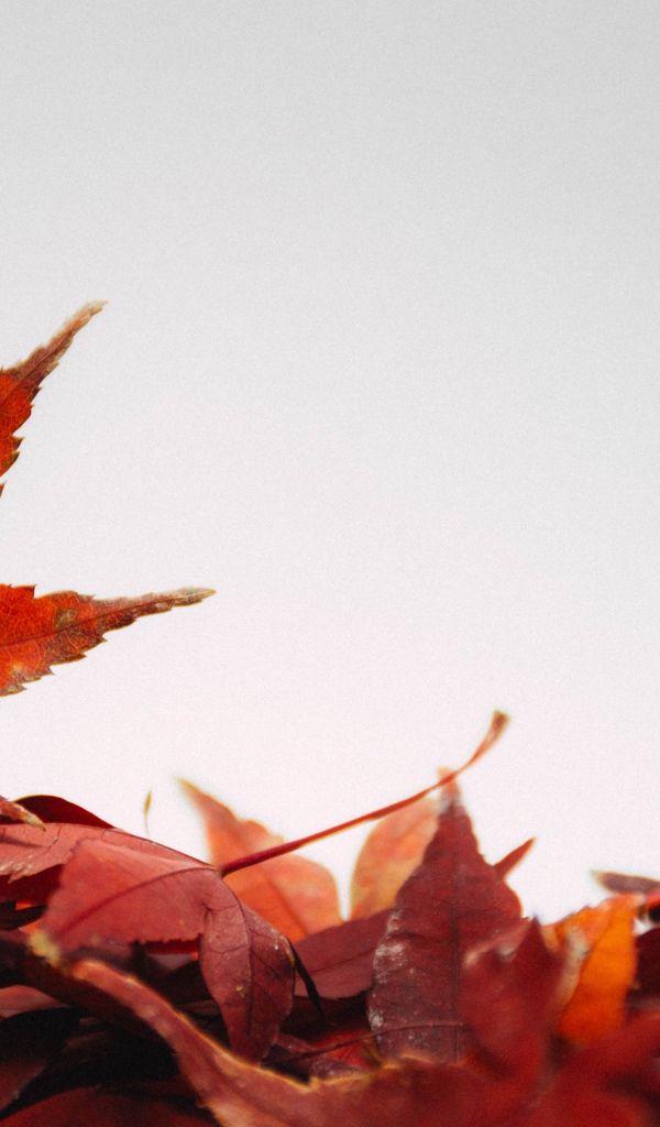 Оранжевые опавшие листья на сером фоне