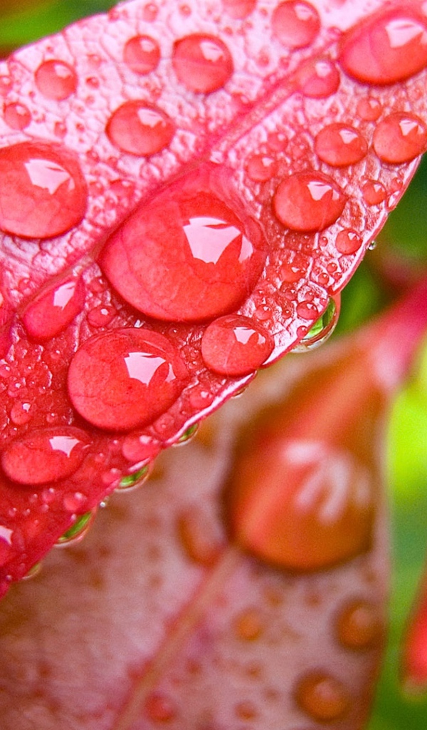 Красные осенние листья в каплях дождя 