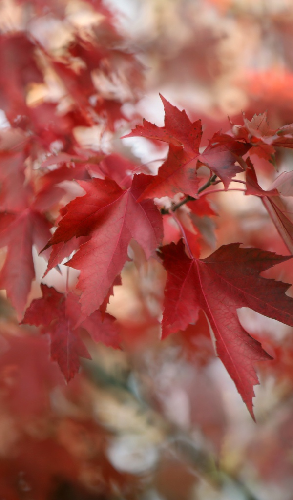 Красные кленовые листья на ветках дерева 