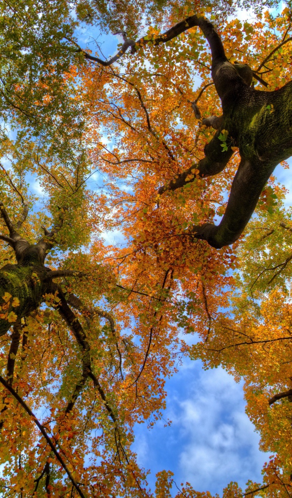 Вид с земли на верхушки деревьев осенью 