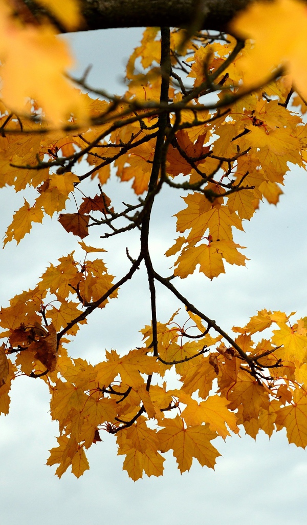 Желтые кленовые листья на дереве