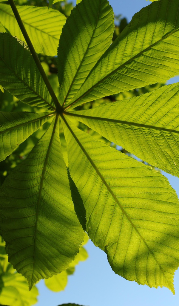 Зеленый лист каштана под голубым небом летом 