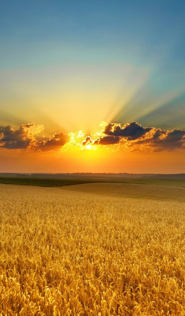 Закат яркого летнего солнца над полем пшеницы