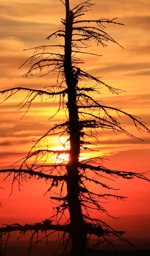Сухое дерево ели на закате солнца
