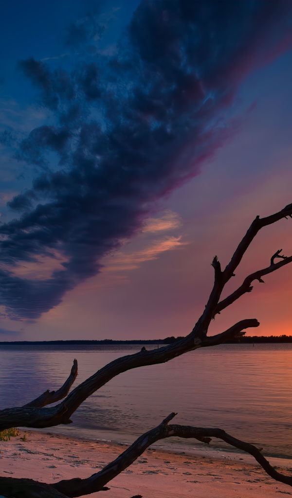 Сухое дерево на берегу озера на закате