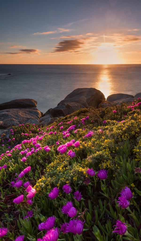 Розовые цветы на берегу моря на закате солнца 