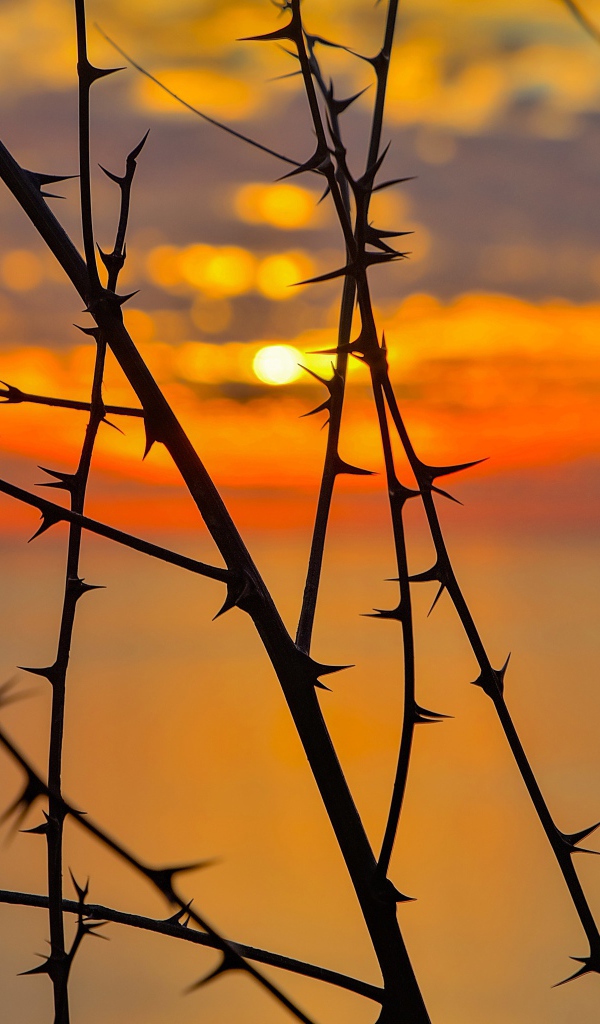 Колючие ветки дерева на закате солнца