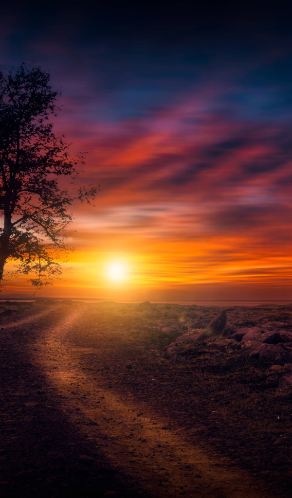 Дерево у дороги на закате солнца в небе 