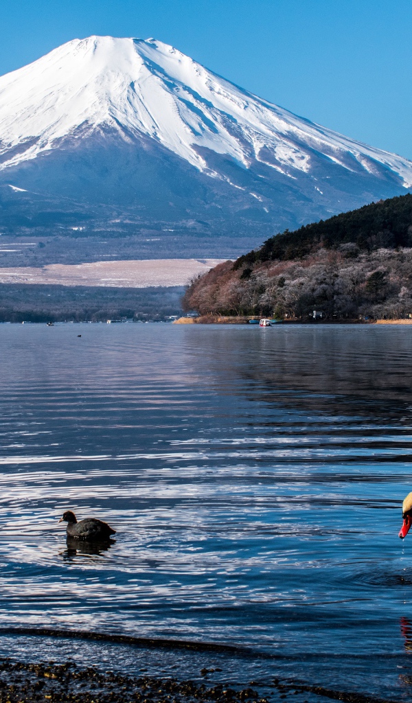 Вид на заснеженный вулкан под голубым небом у озера 
