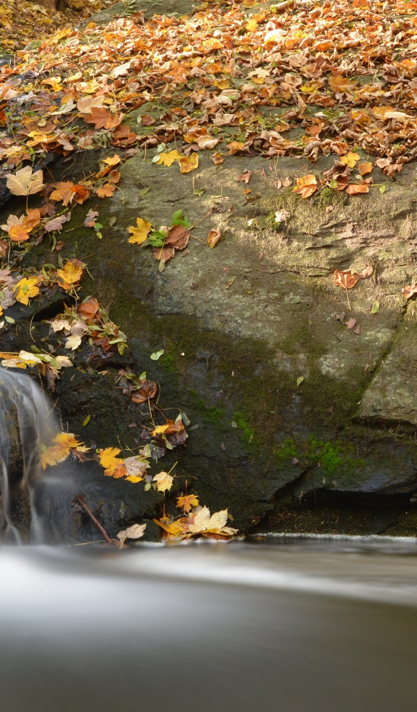 A small waterfall flows into the river on stones covered with fallen leaves