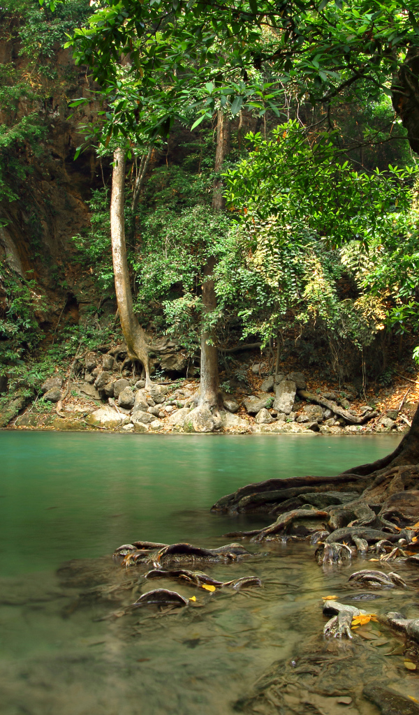 Большое дерево в воде на фоне лесного водопада
