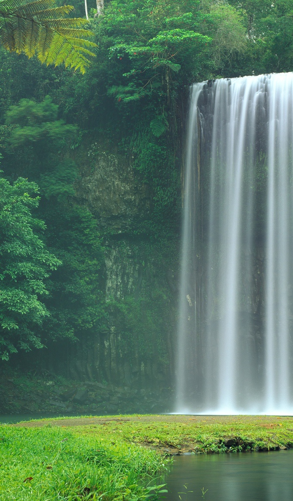 Водопад Миллаа Миллаа  в зеленых зарослях, Австралия