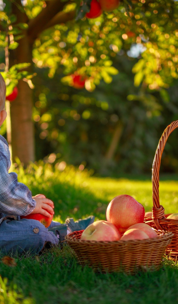 Маленький мальчик с корзиной яблок сидит на зеленой траве