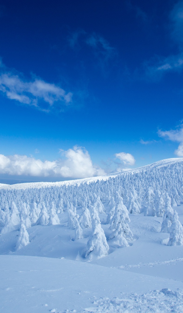 Красивые покрытые снегом ели на холме под голубым небом