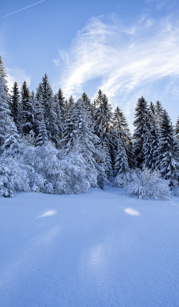 Красивый вид на заснеженные ели под голубым небом зимой