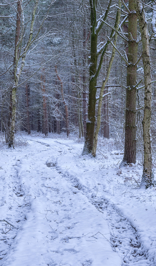 Заснеженная дорога между деревьев в зимнем лесу