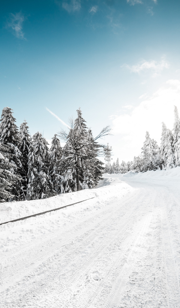 Заснеженная дорога в хвойном лесу зимой