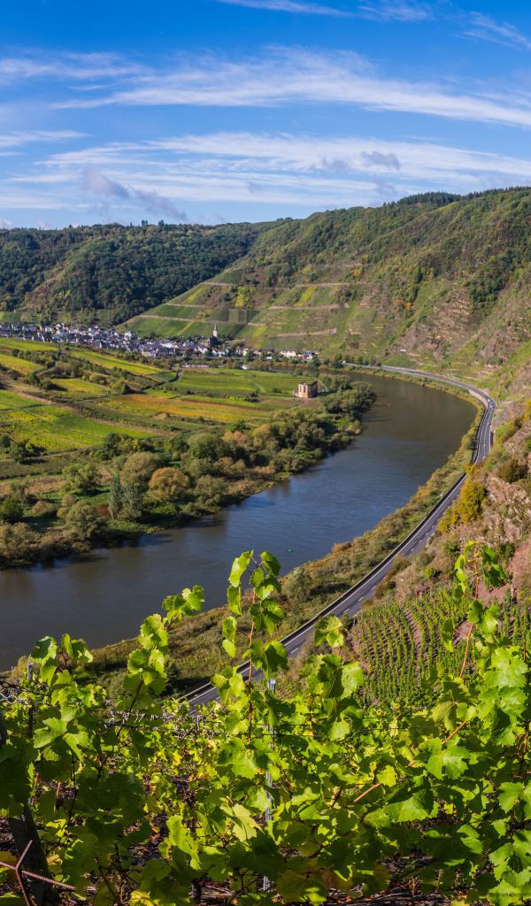 Вид на виноградники у реки под голубым небом, Германия 