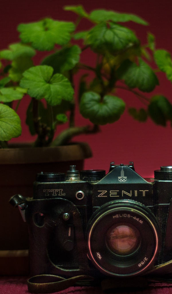 Старый фотоаппарат zenit на столе с цветком герани