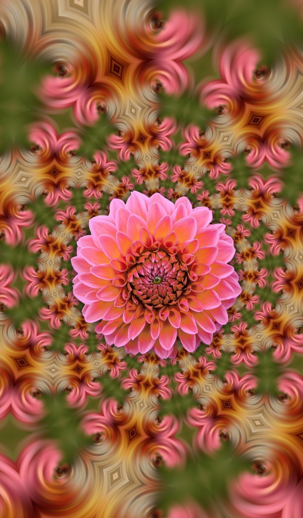 Розовый цветок георгина на абстрактном фоне