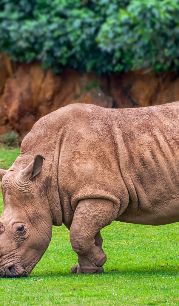 Большой серый носорог на зеленой траве