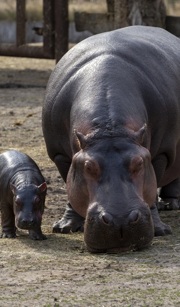 Гиппопотам с малышом в зоопарке 