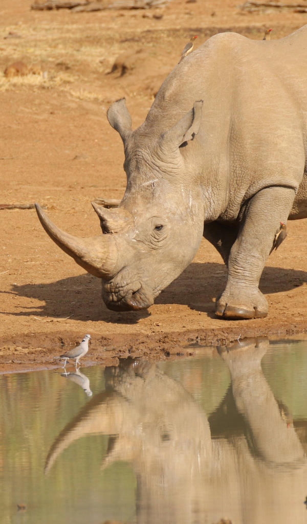 Большой носорог отражается в воде