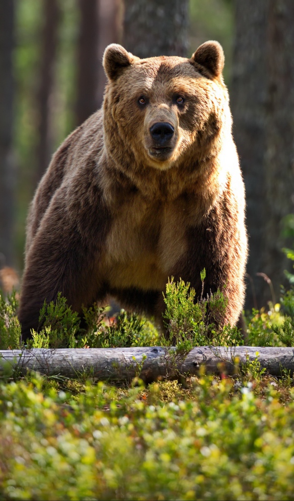 Большой бурый медведь в лесу на траве