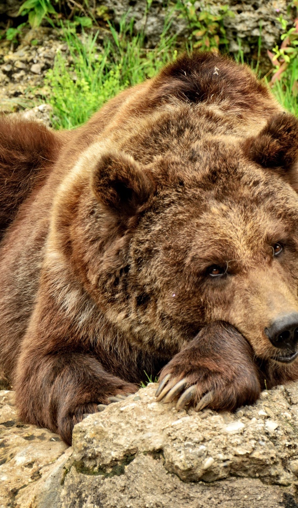 Большой бурый медведь лежит на камне 