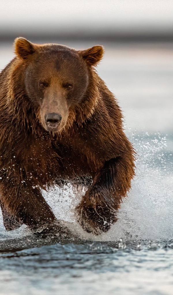 Большой бурый медведь бежит по воде