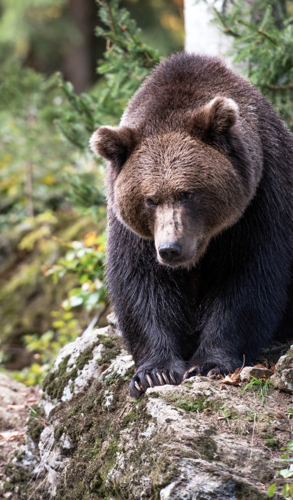 Большой бурый медведь сидит на камне