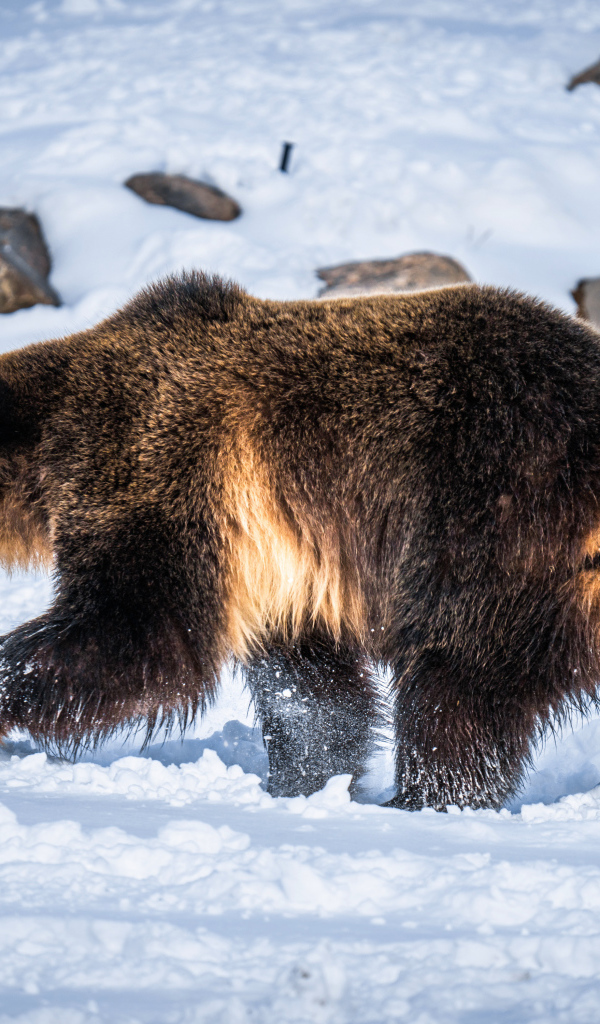 Большой бурый медведь идет по белому снегу 