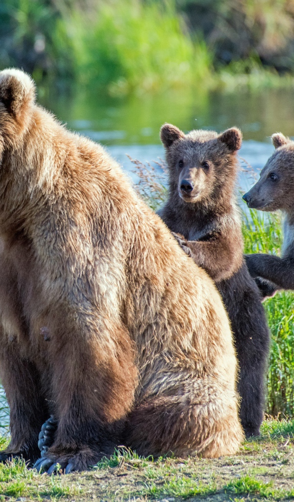 Big brown bear with cubs by the river