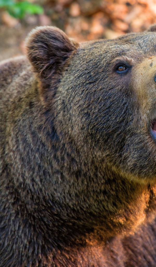 Большой бурый медведь с открытой пастью 