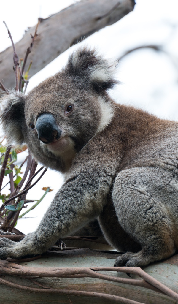Big koala sitting on a tree branch