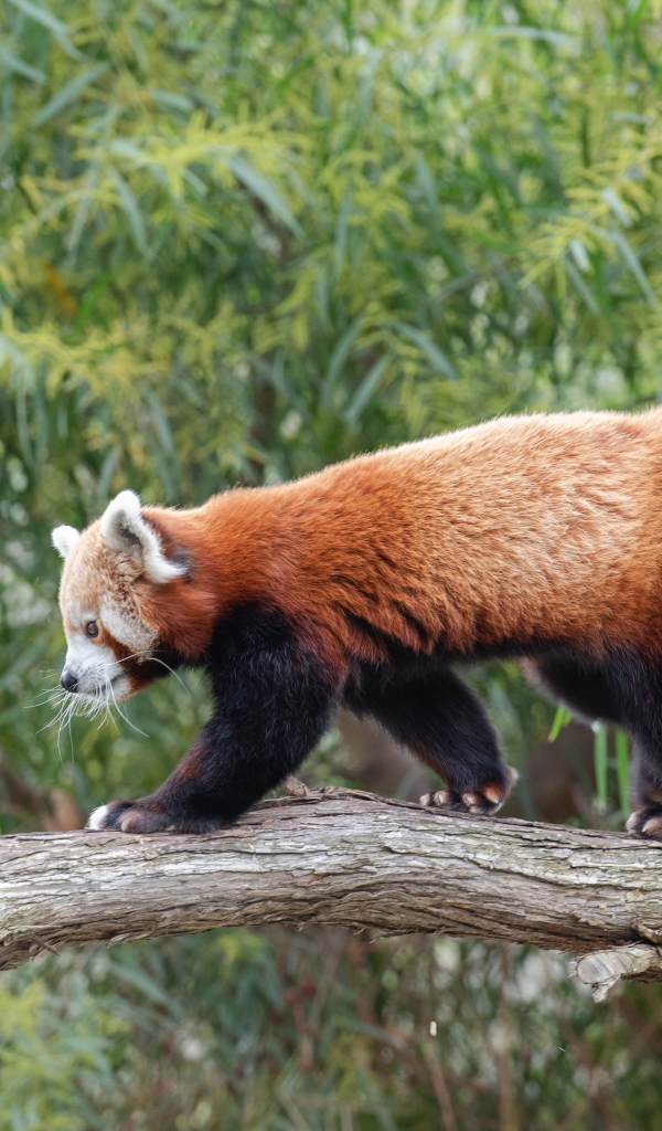 Красная панда гуляет по дереву 