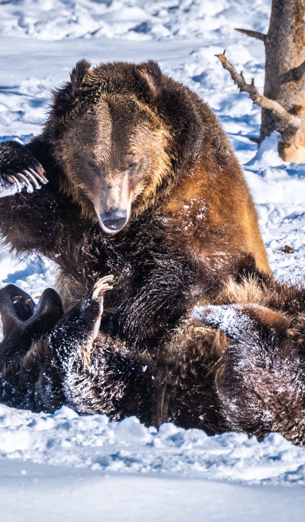Два бурых медведя дерутся на снегу