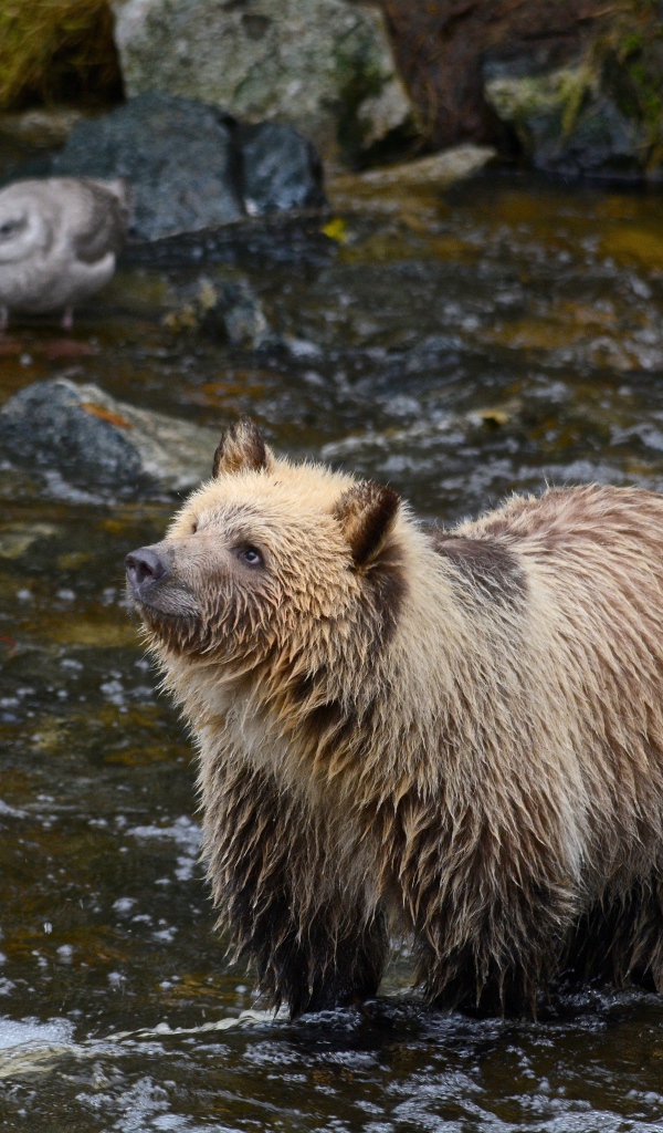 Мокрый бурый медведь охотится в реке 