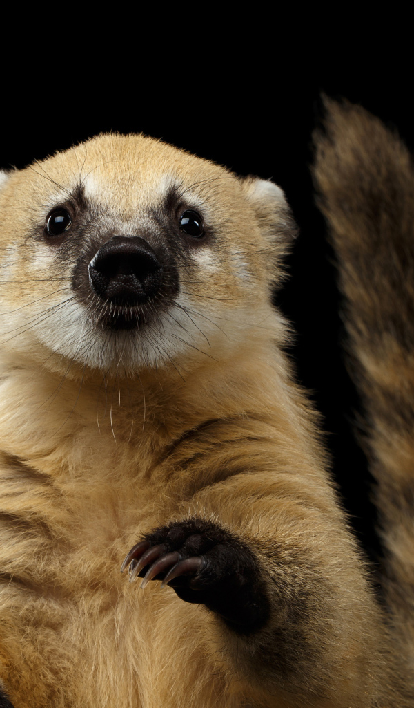 Обыкновенная носуха на черном фоне