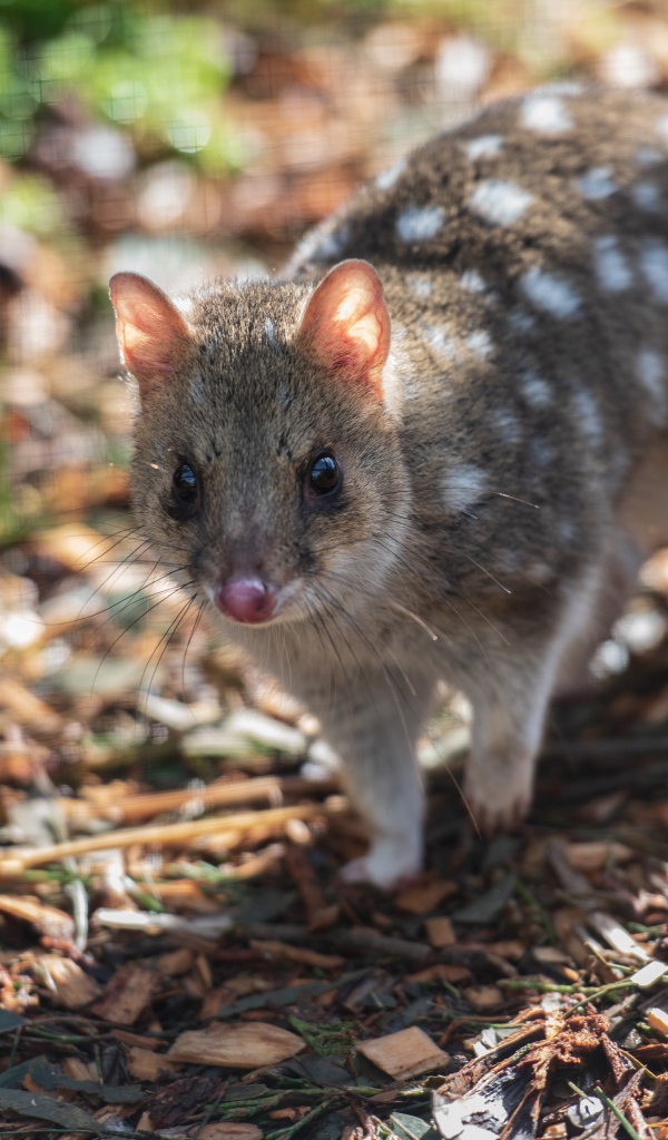 Крапчатая сумчатая куница на земле 