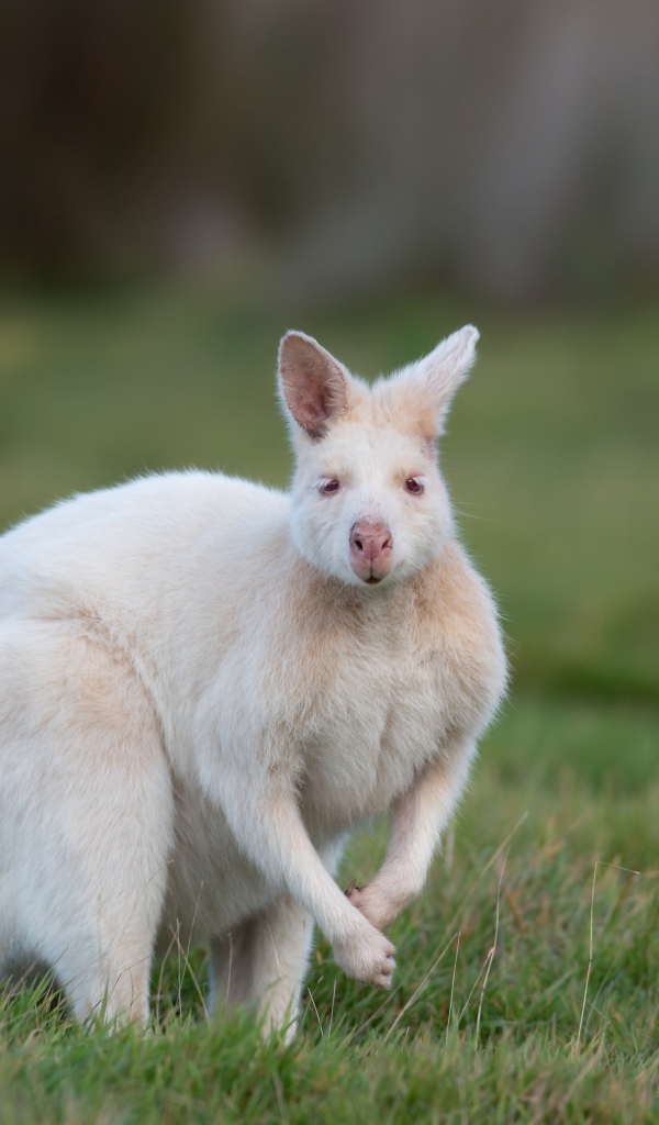 Белый кенгуру на зеленой траве 