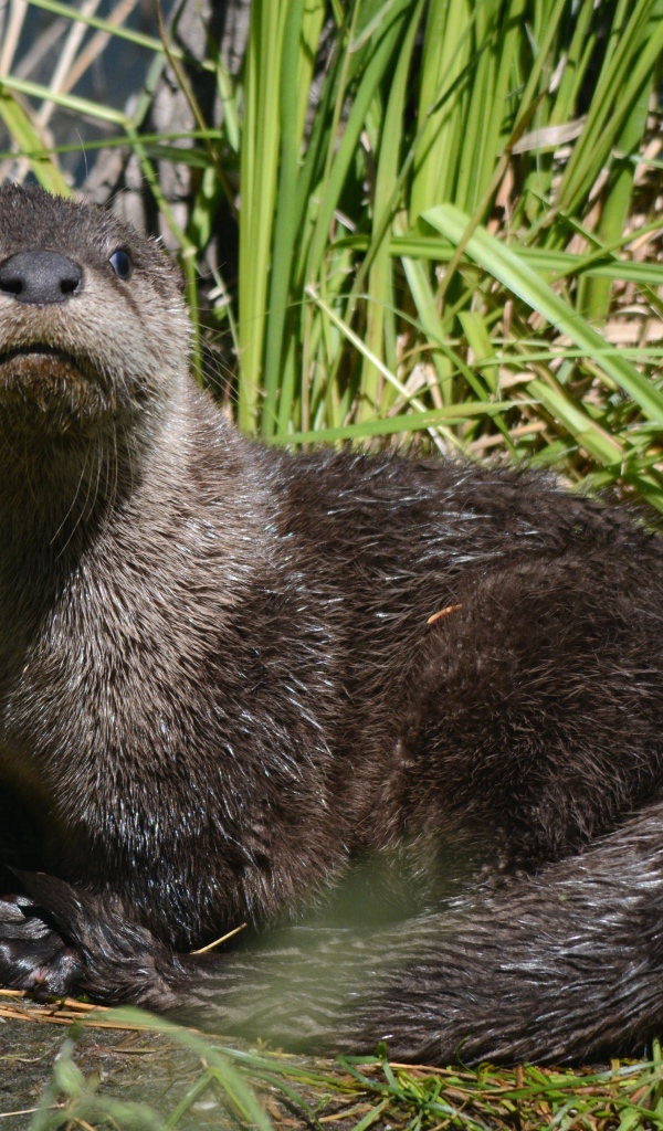 Молодая выдра в камышах у воды