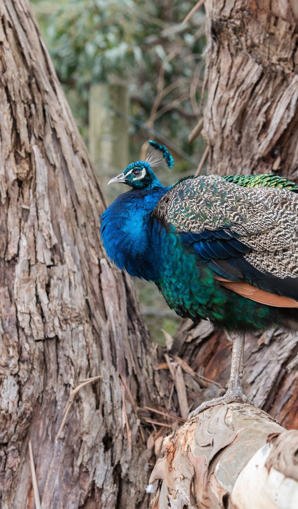 Большой фазан сидит на дереве