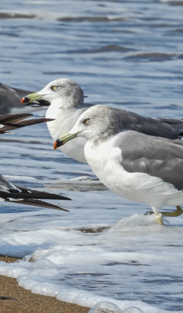 A flock of gray gulls in the water by the sea