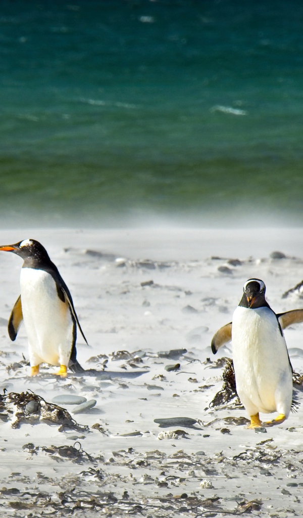 Стая пингвинов на снегу у моря