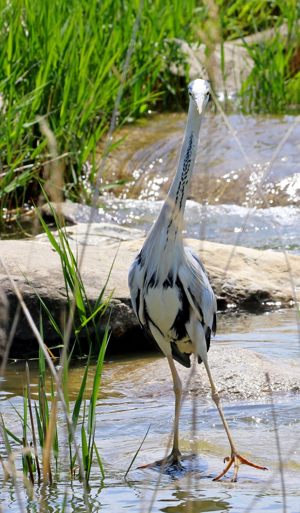 Серая цапля стоит в воде на камне