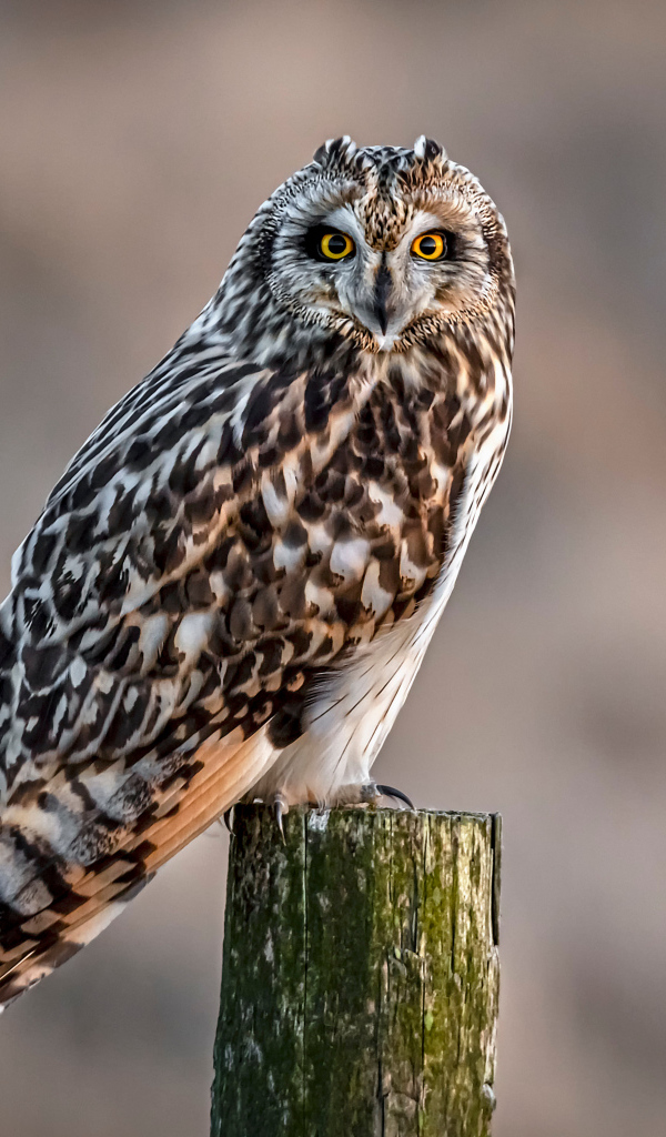 Большая серая птица сова сидит на дереве 