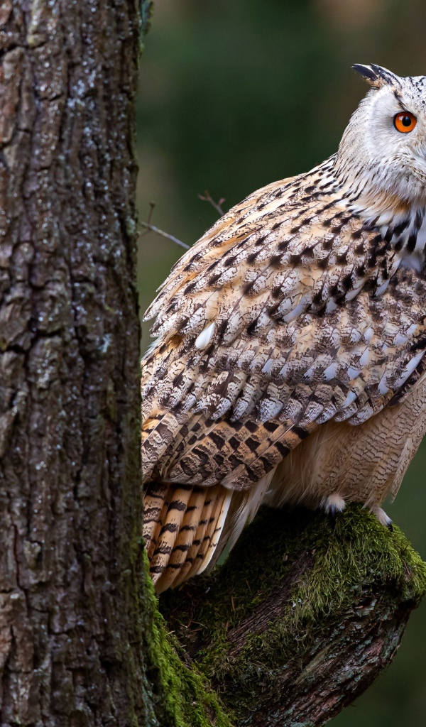 Большая сова сидит на покрытой мхом ветке