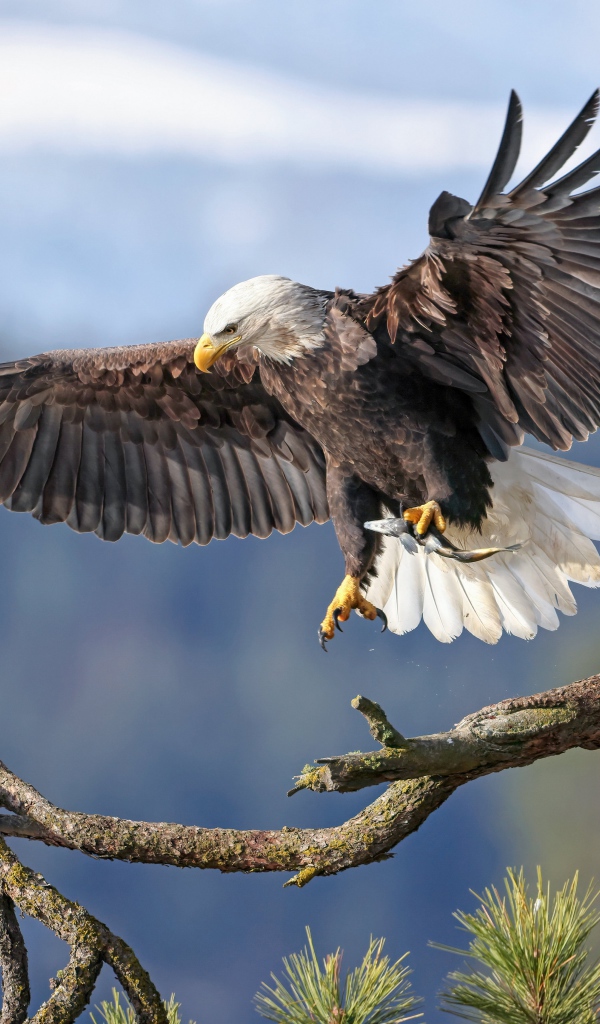 Большой хищный орел садится на ветку