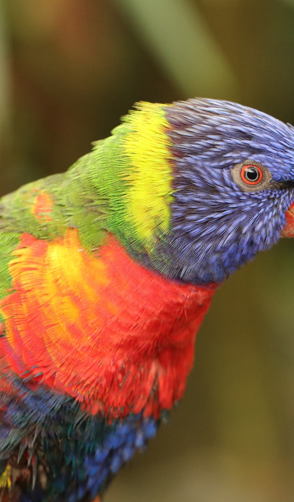 Разноцветный попугай с маленьким клювом 